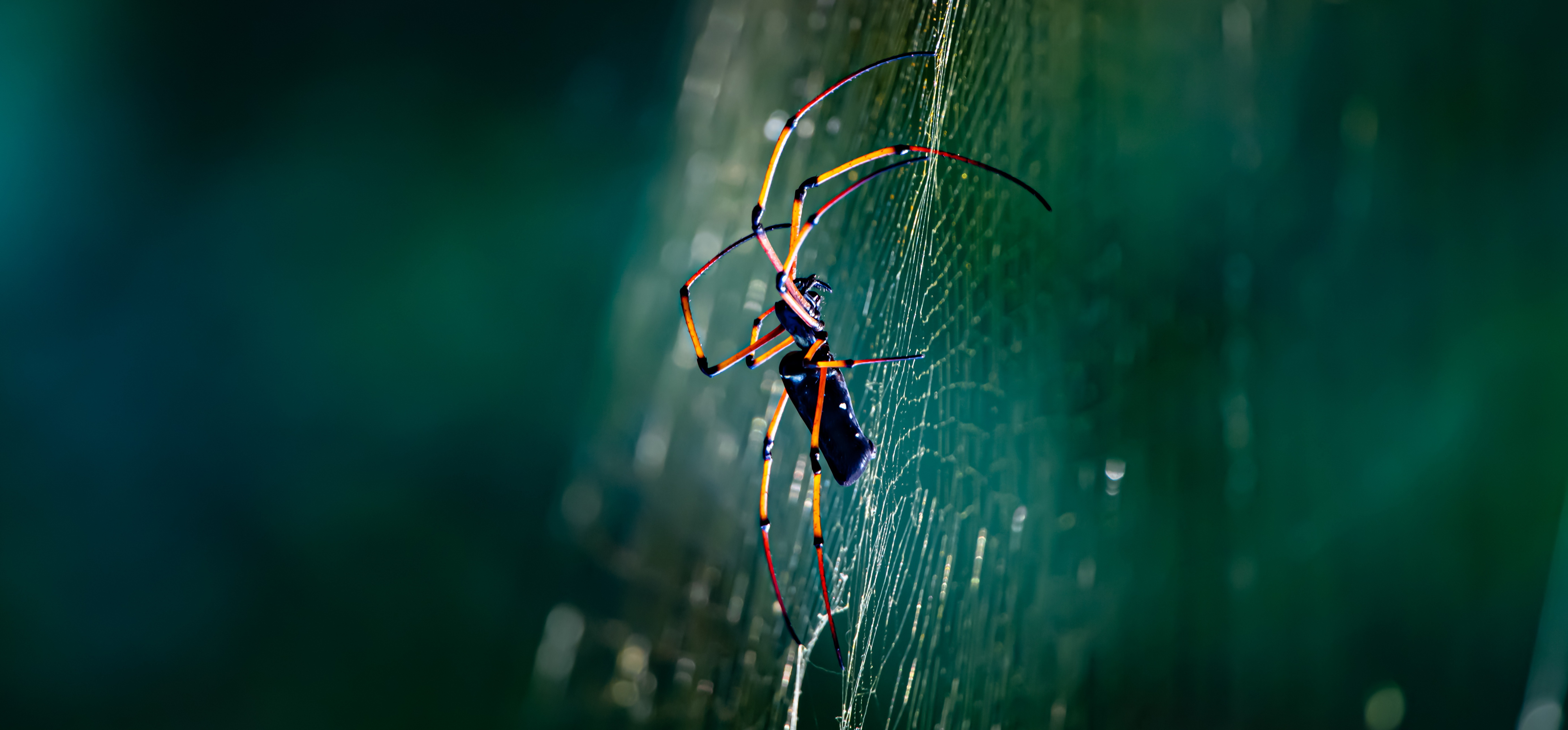 Redwood-Giant-Spider