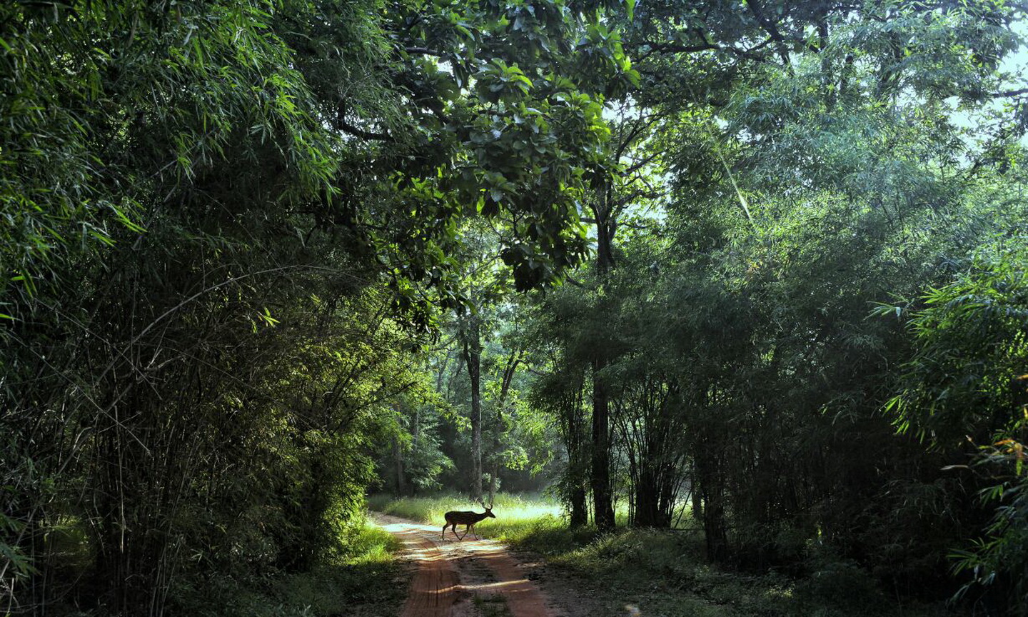 Jungle peace