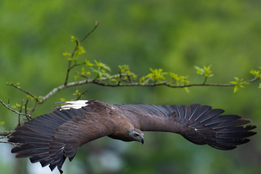 Bird 4