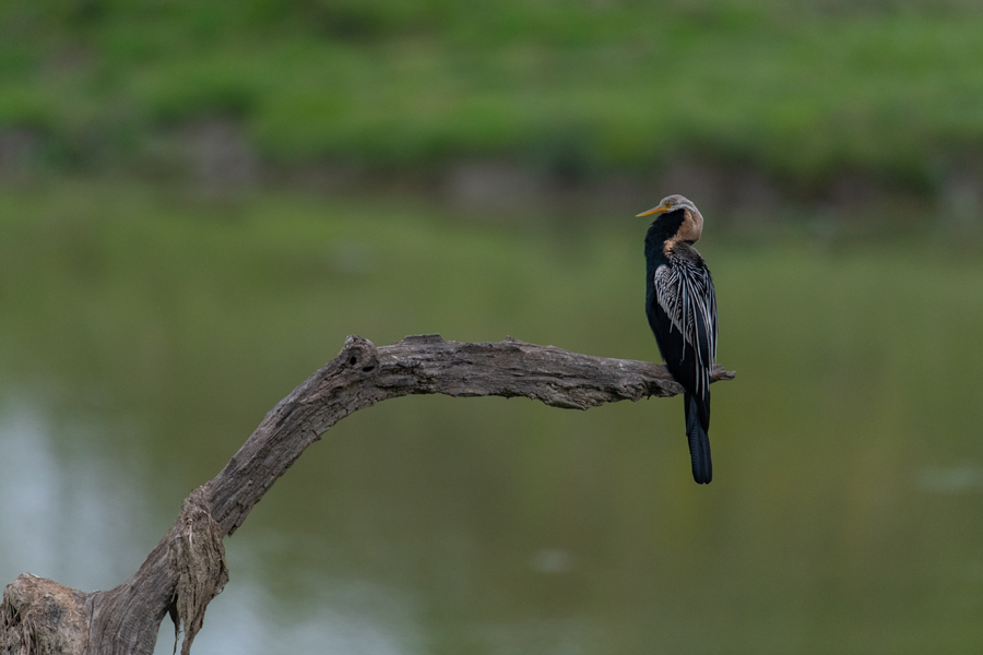 Bird 10