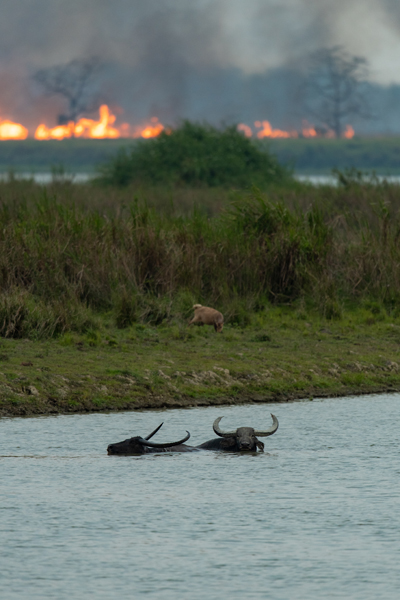 Wildlife 1