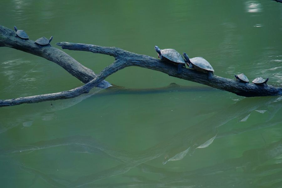 Wildlife 2