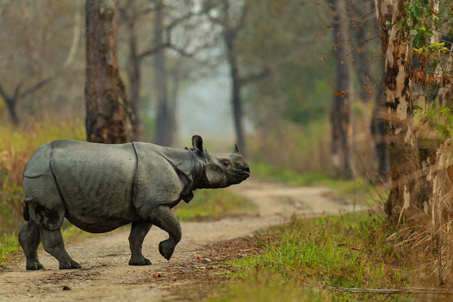 Wildlife 4
