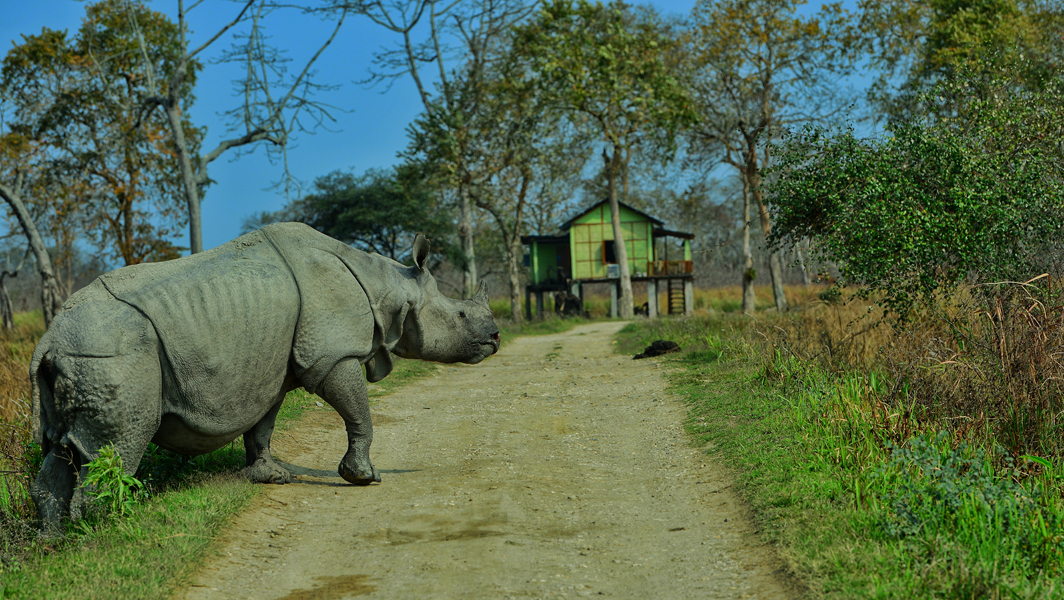 Wildlife 5