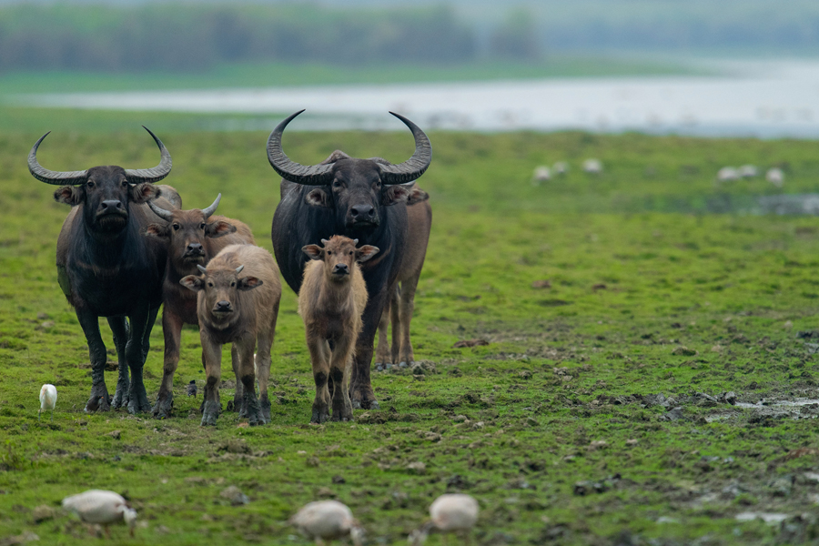 Wildlife 6