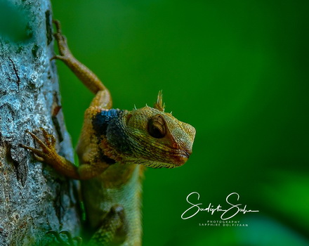Wildlife Photography