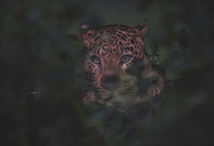 Bigcat