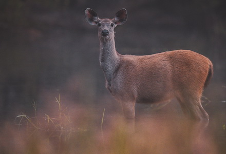 Mammal