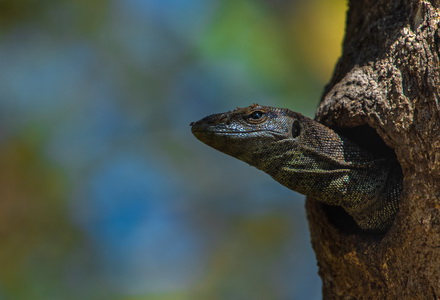 Reptile