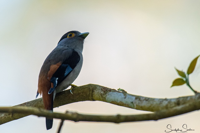 Bird