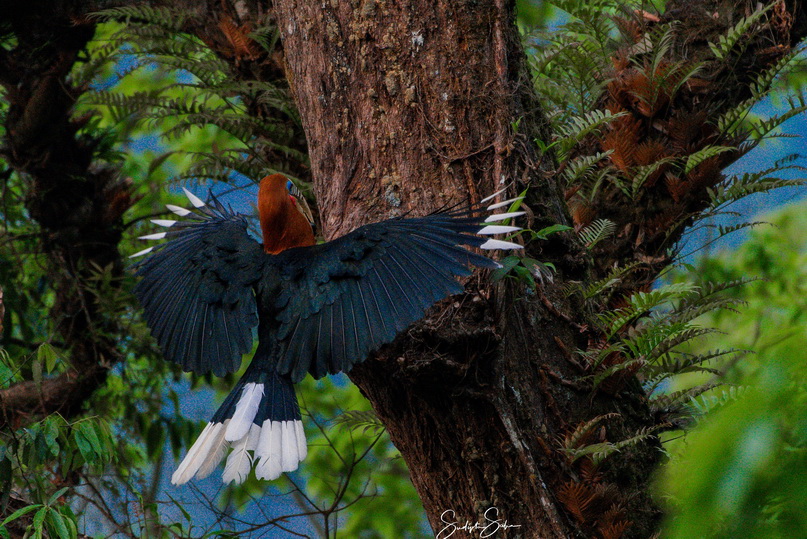 Bird