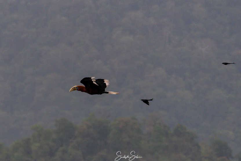 Bird