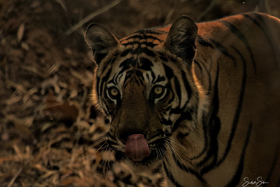 Bigcat