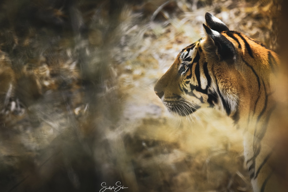 Bigcat
